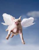 pig with wings