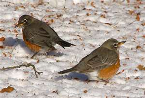 robins