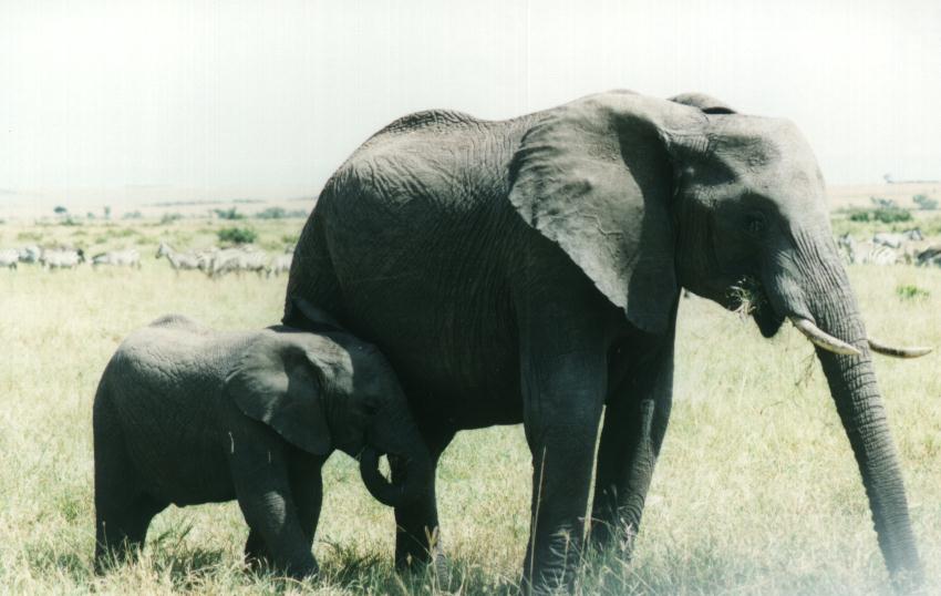 safari13_elephant