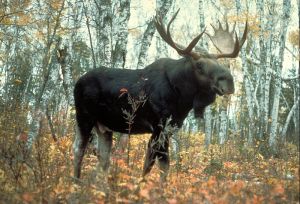 moose (WITD)