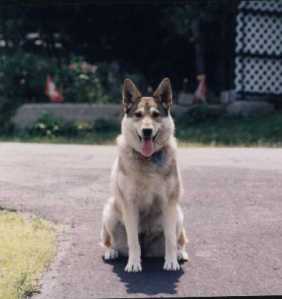 Shasta.July'03
