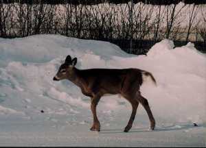 oh deer! closeup (1)