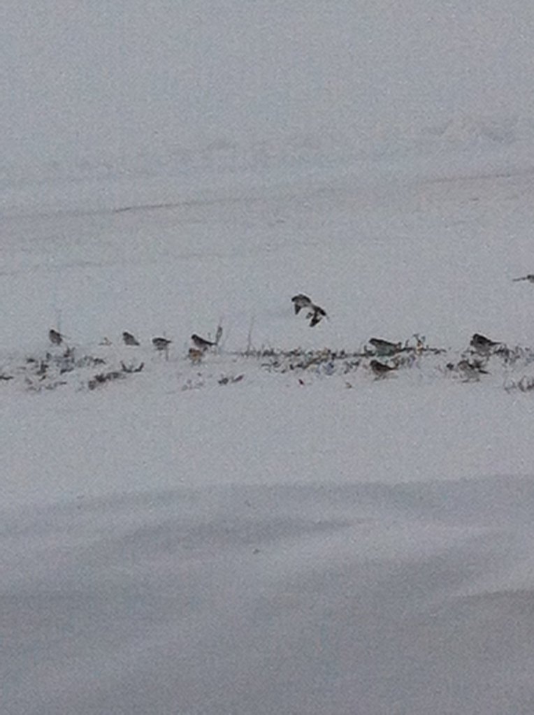 snow buntings on top of our hedge