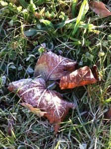 frosty Fall morning.1