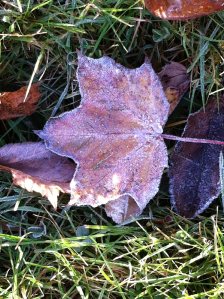 frosty Fall morning.3